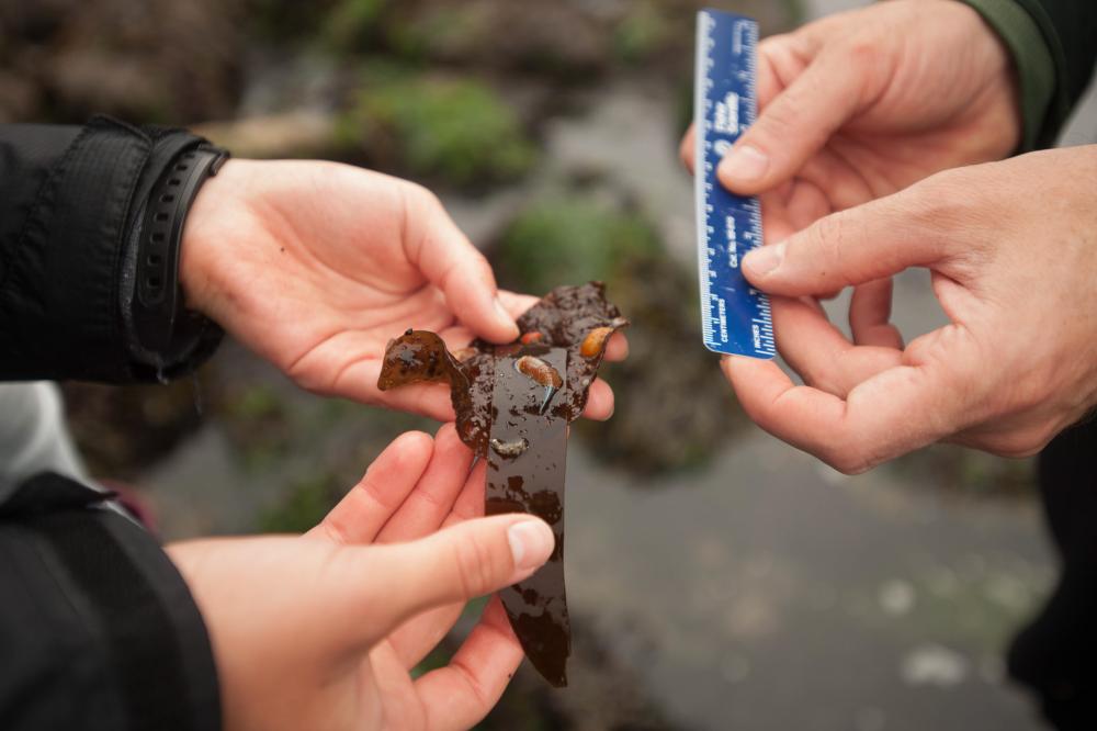 Two pairs of hands, one holding a strip of kelp while the other measures it with a small ruler