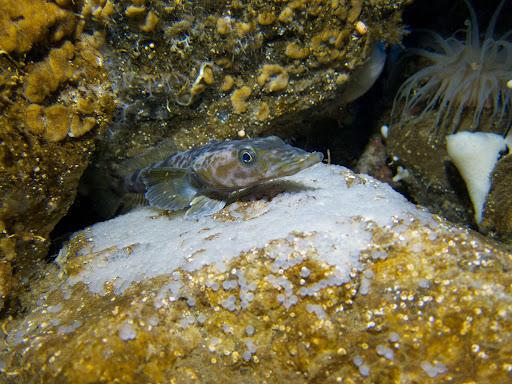 Underwater image of a rocky area. In the center of a rocky crevice, a small fish is poking its head out. It has a slightly flattened head, large yellow rimmed eyes, and a copper and white mottled pattern.