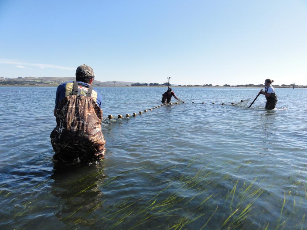 Three people wading in shallow water, pulling a fishing net in a sunny outdoor setting.