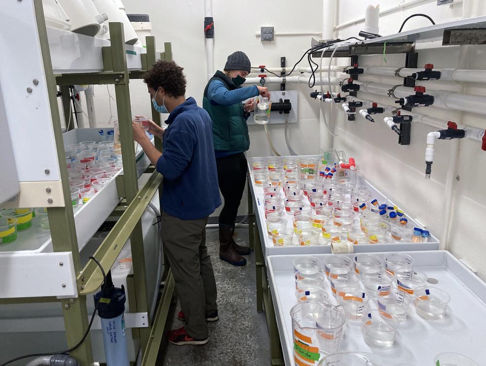 Two scientists wearing masks are working in a narrow lab space. Glass jars full of liquid are on every surface visible