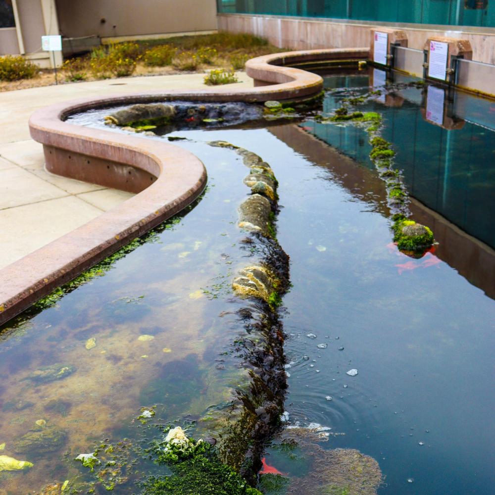 A view of the tidepool exhibit at the entrance to Bodega Marine Laboratory.