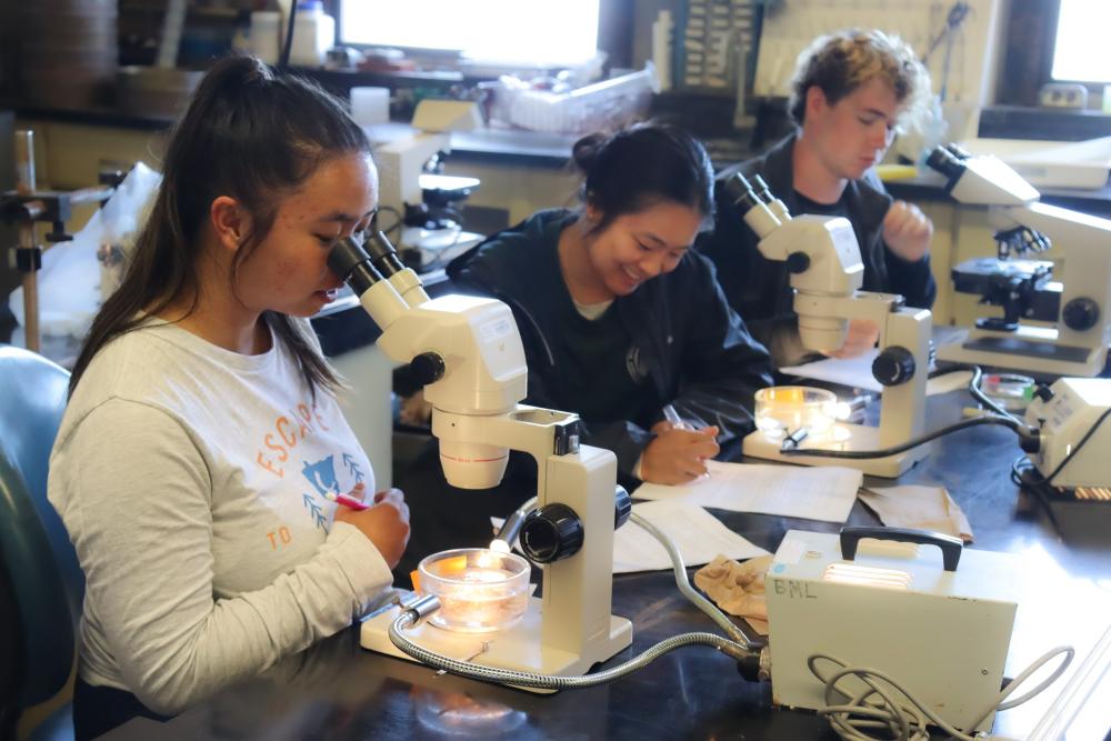 Three undergraduate students using microscopes to examine and identify specimens.