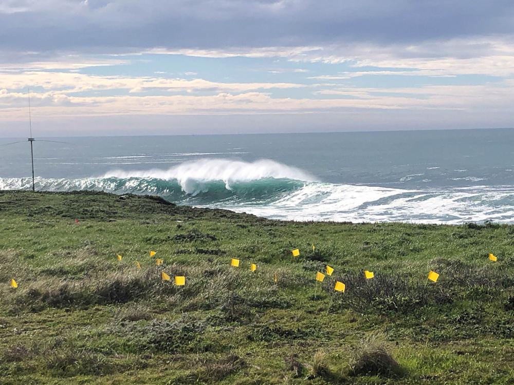 Waves rolling in beyond an expanse of green grass dotted with yellow research marker flags.