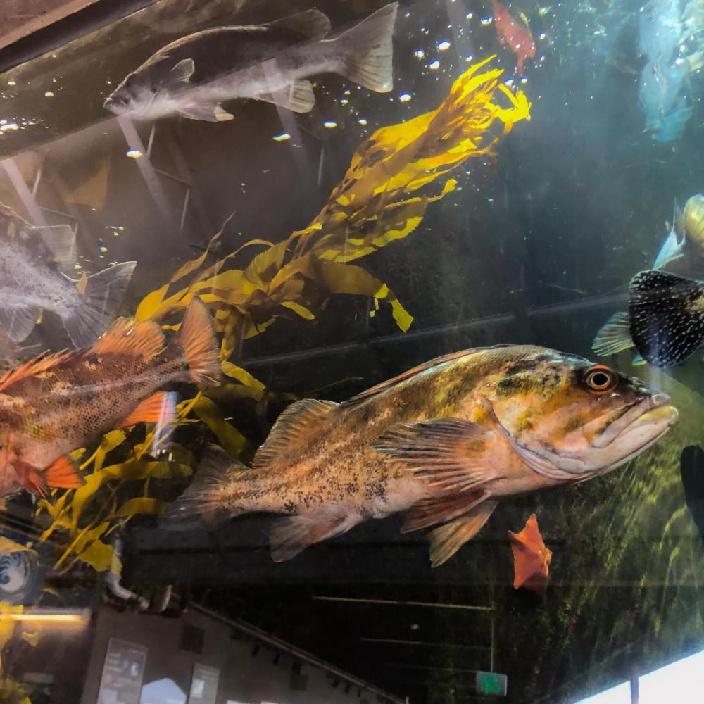 A coppery rockfish swimming next to a strand of kelp in an aquarium