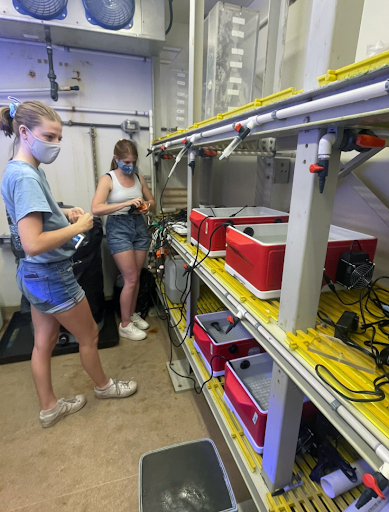 Two people in t-shirts and shorts, both wearing masks, monitoring lab equipment on shelves. The equipment is house in red boxes connected to tubing that runs down the length of the shelf.