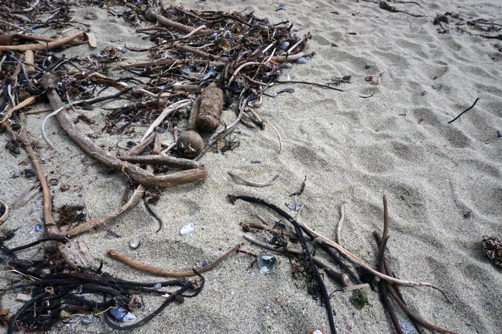 Image of sandy coast, with kelp fronds scattered around it.