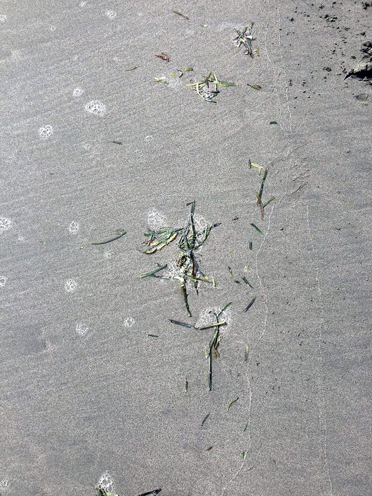 Sandy beach with fragments of plants scattered across it