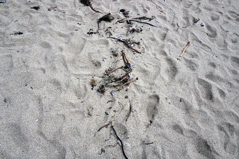 Sandy beach with fragments of plants and plastics.