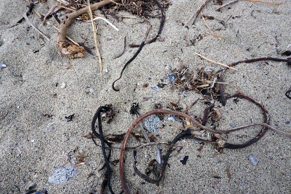 Sandy beach with fragments of plants and plastics.