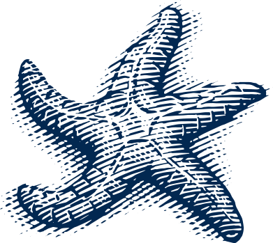 A line drawing of a sea star spreading out