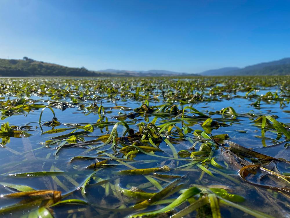 A seagrass meadow shown from a partially submerged view with blue skies overhead.