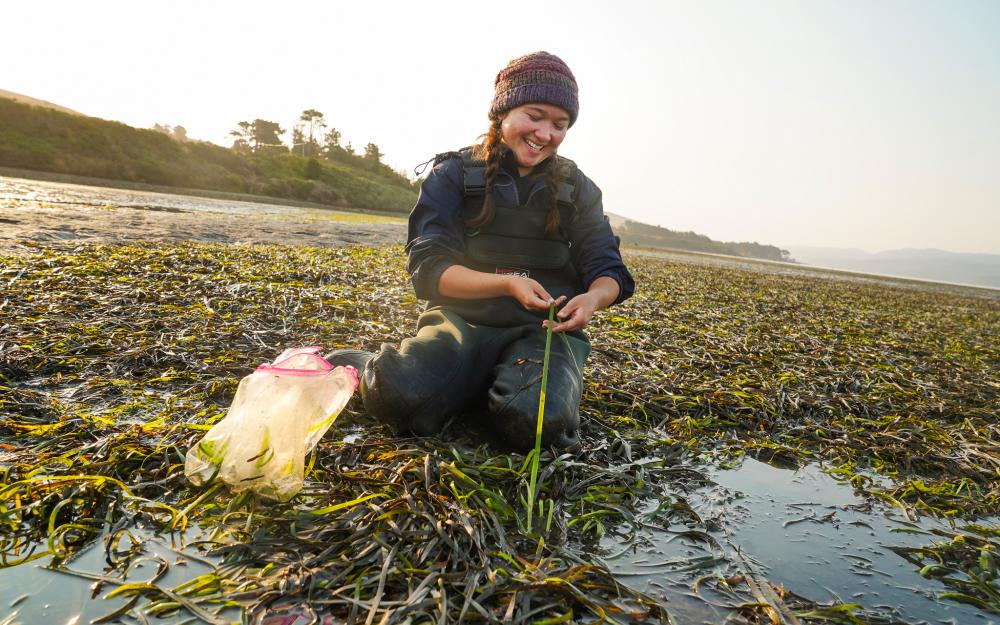 A student kneeling in shallow waters, sampling seagrass