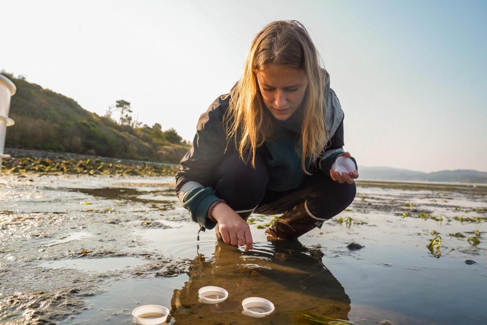 A student researcher leans down to peer into shallow coastal waters