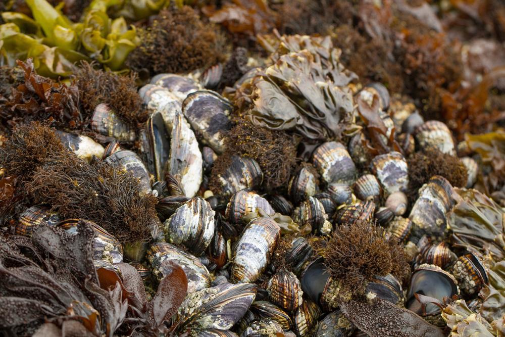 Mussels clustered together on a rock and intermingled with algae.
