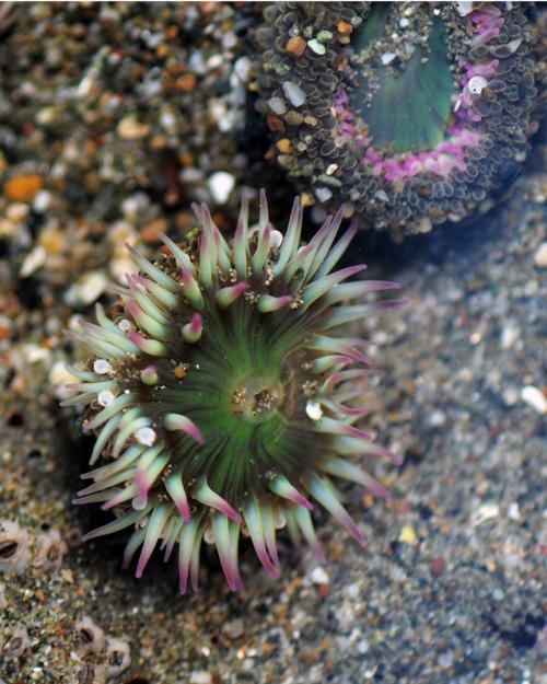 anemone