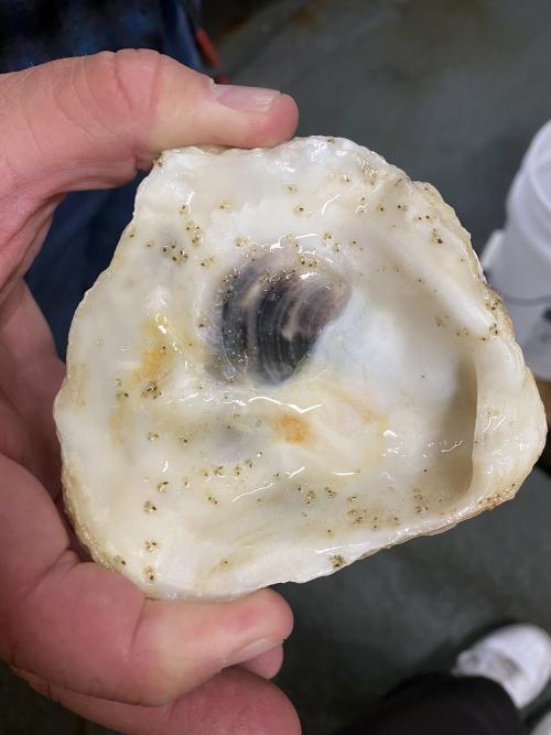 A smooth white oyster shell with many tiny dots all over it.