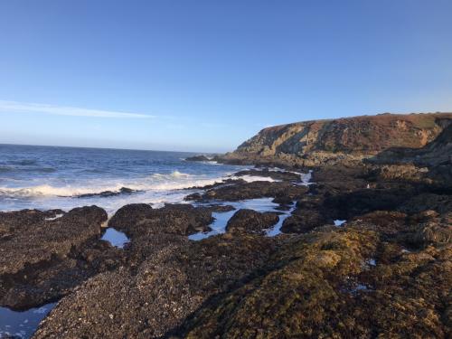 Mussel beds in the intertidal region of the Bodega Marine Reserve