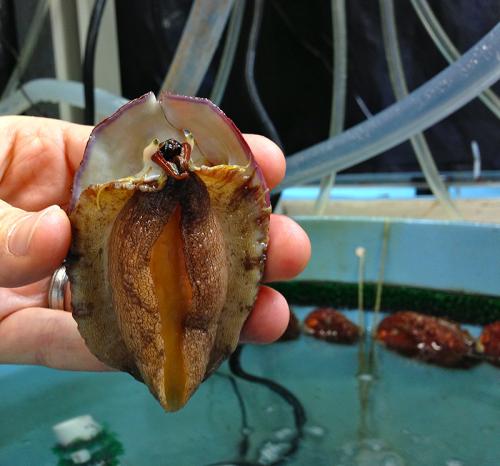 Underside of a white abalone showing the animals face, with has discernible eyes and mouth.