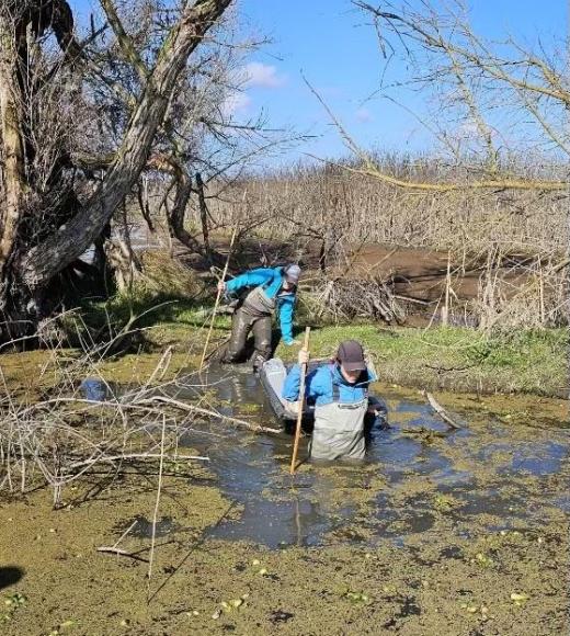 Two people in field gear wading into a murky swamp, carrying a large piece of sampling equipment between them.