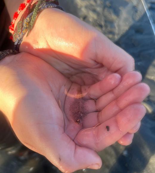 A tiny flounder being held in two hands.