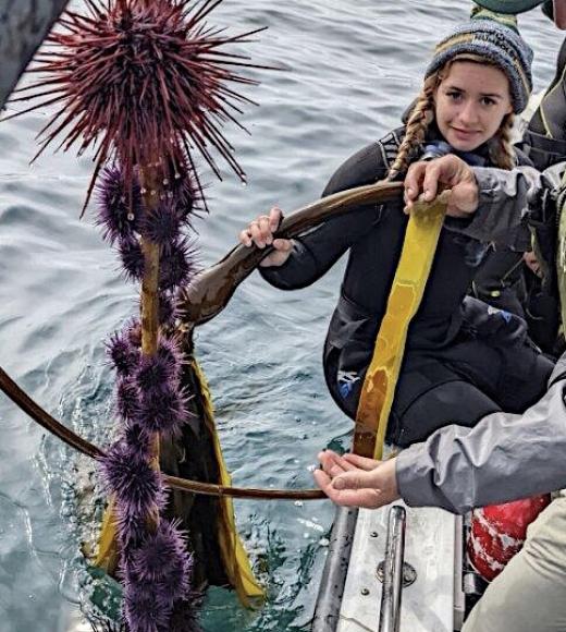 A person standing on a boat, looking at a long piece of bull kelp covered in urchins