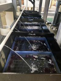 Rows of baskets filled with flowing seawater and small purple urchins