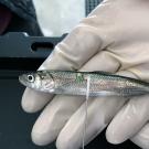 Longfin smelt being swabbed to collect mucus samples for SHERLOCK validation.