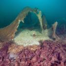 An underwater scene showing microbial mats in shades of purple and beige.