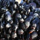A cluster of mussels crowded together on a rock