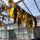 Sheets of kelp hanging from a rafter, drying in the sun