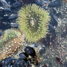A cluster of green anemones with debris in the center of them.