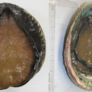 The undersides of two abalone, on the healthy specimen, the abalone's flesh extends all the way to the edges of the shell. In contrast, the other abalone's flesh is shrunken and leaves a lot of shell visible around the edges
