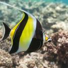 A Zanclus cornutus (Moorish idol), with distinctive yellow and black stripes, shown underwater in a reef