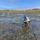 Person kneeling on muddy tidal flat, installing planting stakes under blue sky