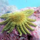 A many-armed yellow sunflower sea star glides across the ocean floor