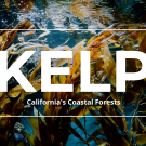 Kelp: California's Coastal Forests