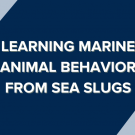 Learning marine animal behavior from sea slugs