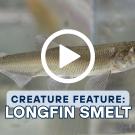 A close up of a longfin smelt in a tank with a play button and the words "Creature feature: Longfin Smelt" overlaid on it.