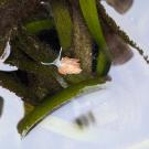 A small sea slug perched on a blade of eelgrass
