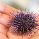 A small purple urchin on a hand