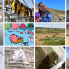 A collage of 12 images representing the 12 different interns and their articles.