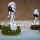 Several clear glass flasks filled with liquid in different shades of green, with aluminum foil wrapped around the tops of the flasks. Text overlay says ARG Marine Algae Culture