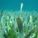 Seagrasses shown up close under water
