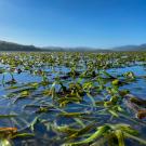 A seagrass meadow shown from a partially submerged view with blue skies overhead.
