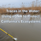 An image of a researcher sampling water from the side of a boat using a long pole to dip a sampling bottle into the water. Over the image is the text "Traces in the Water: Using eDNA to Protect California's Ecosystems"