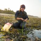 A person in beanie and waders kneels in an eelgrass meadow, examining a blade of seagrass.