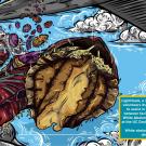 A colorful illustration showing an imagined view of white abalone falling out of a plane into the ocean with the caption "LightHawk, a non- profit flight organization, volunteers its pilots, staff, and flight hours to assist in transferring white abalone between facilities in partnership with the White Abalone Captive Breeding Program at the UC Davis Bodega Marine Laboratory.  White abalone are not actually dropped directly into the sea!"