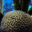 A large coral shown underwater with small, brightly colored gobies swimming around it.