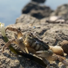 A crab on a rocky, sandy shoreline