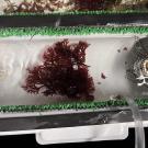 A shallow white tank with green grassy edging around it and reddish seaweed floating in the water